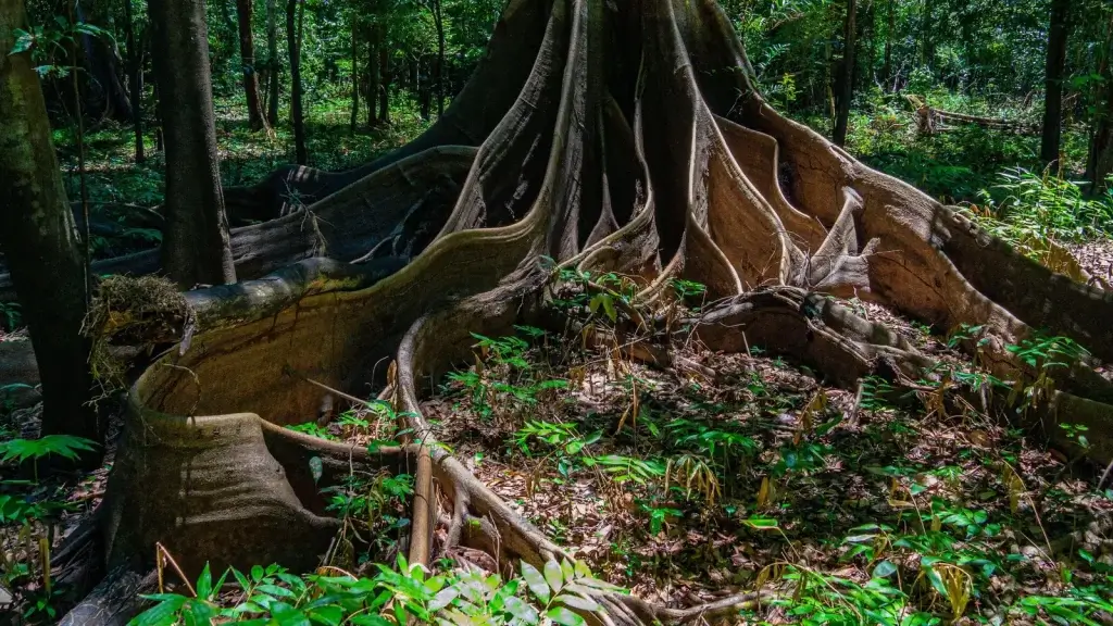 The ‘dark earth’ revealing the Amazon’s secrets