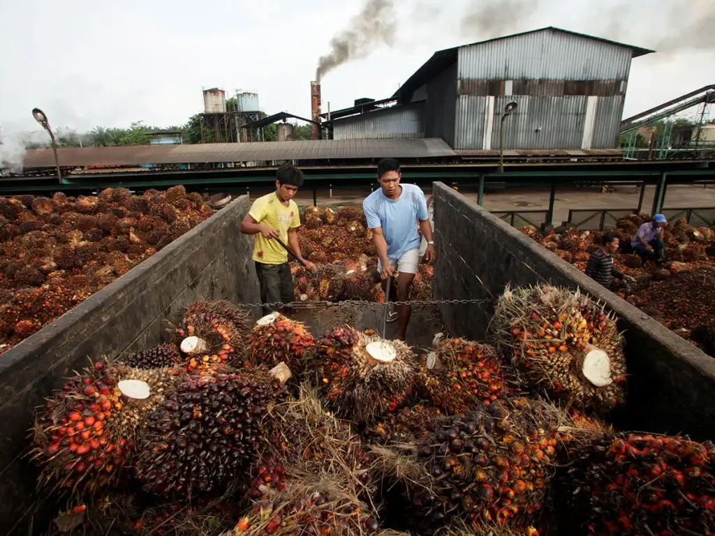 Latin America’s Palm Oil Surge
