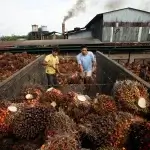 Latin America’s Palm Oil Surge