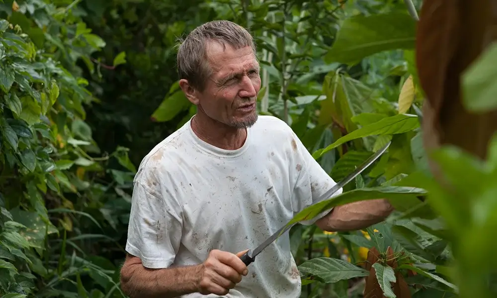 Syntropic Farming in Indonesia: Cultivating Abundance and Regeneration