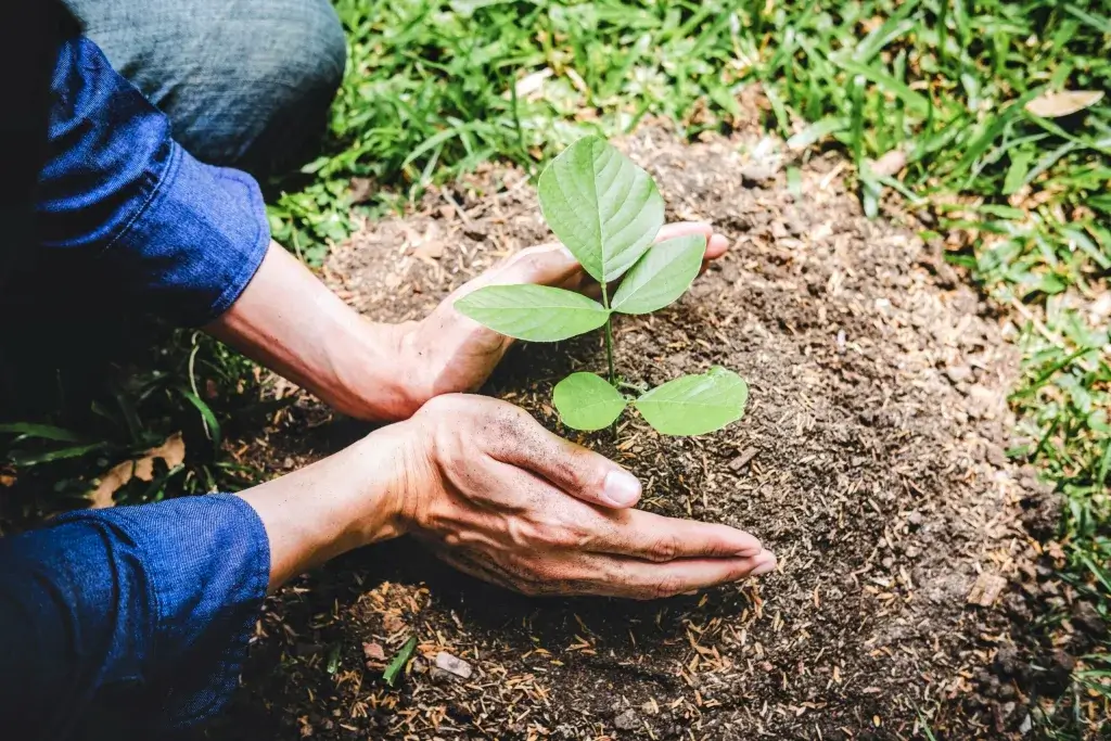 Planting Trees Indonesia