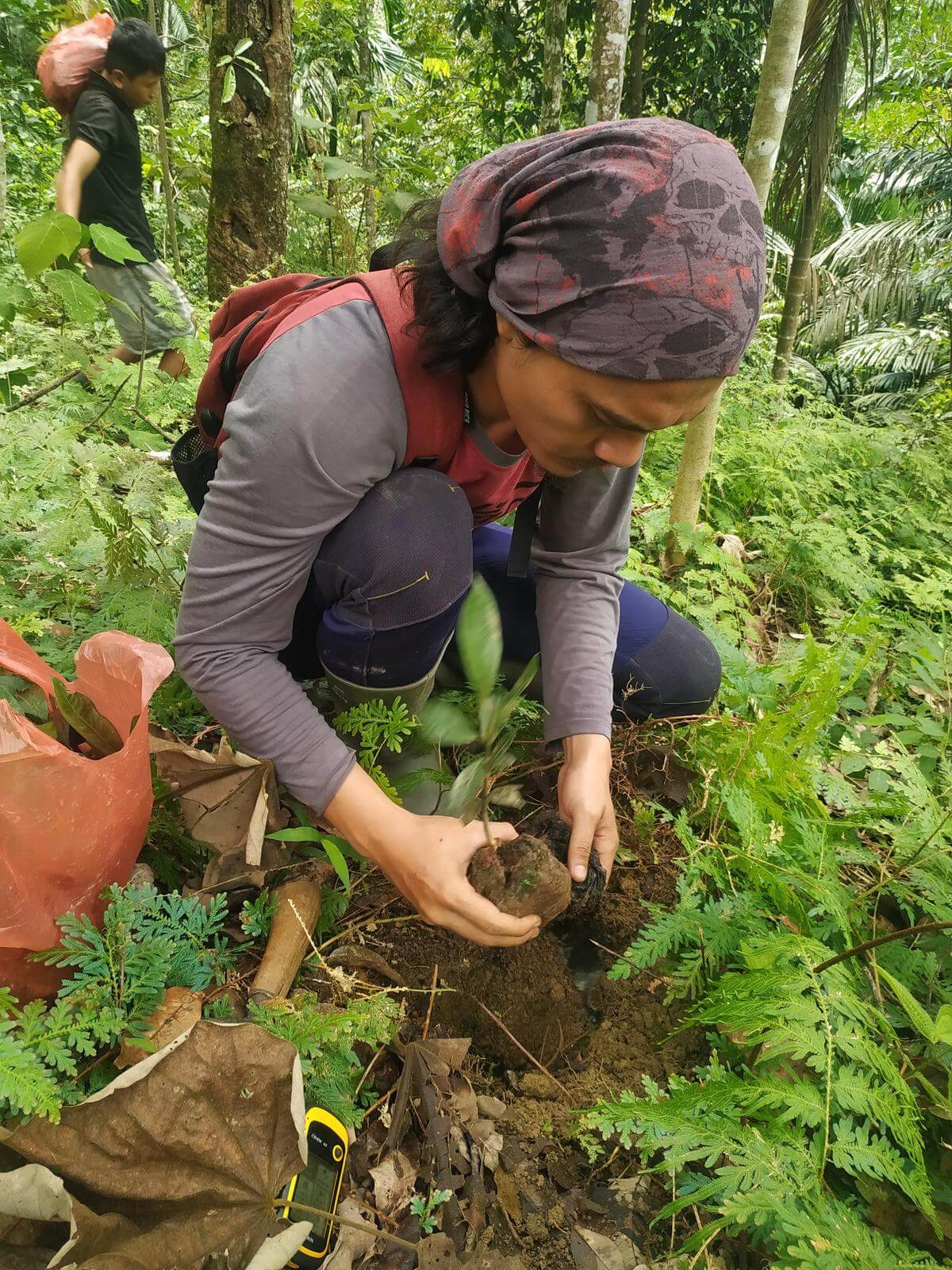 Reforestation Indonesia