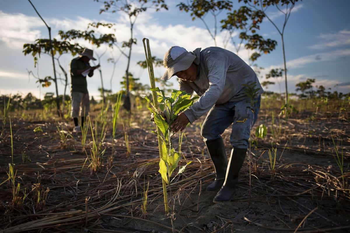 Greener Pastures: Reforestation Taking Root in Indonesia’s Mining Scars