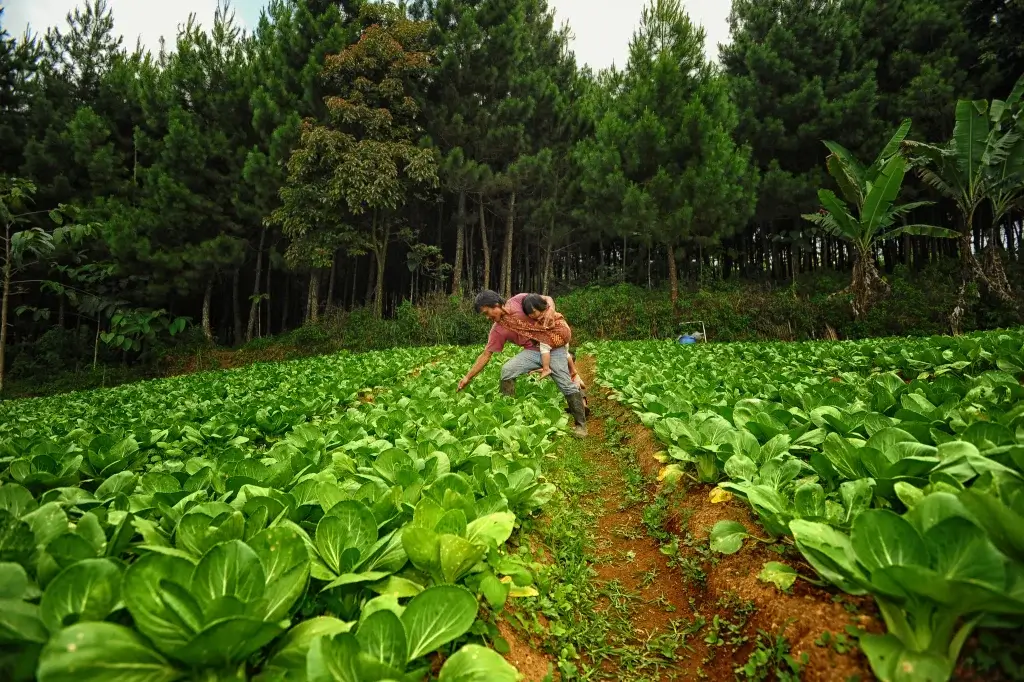 Ecological Agriculture in Indonesia
